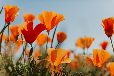 California Super Bloom