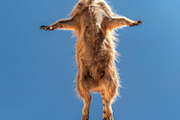 116 Flying animals, an Animal Photo by Handmadefont (Thumbnail 81 of 119)