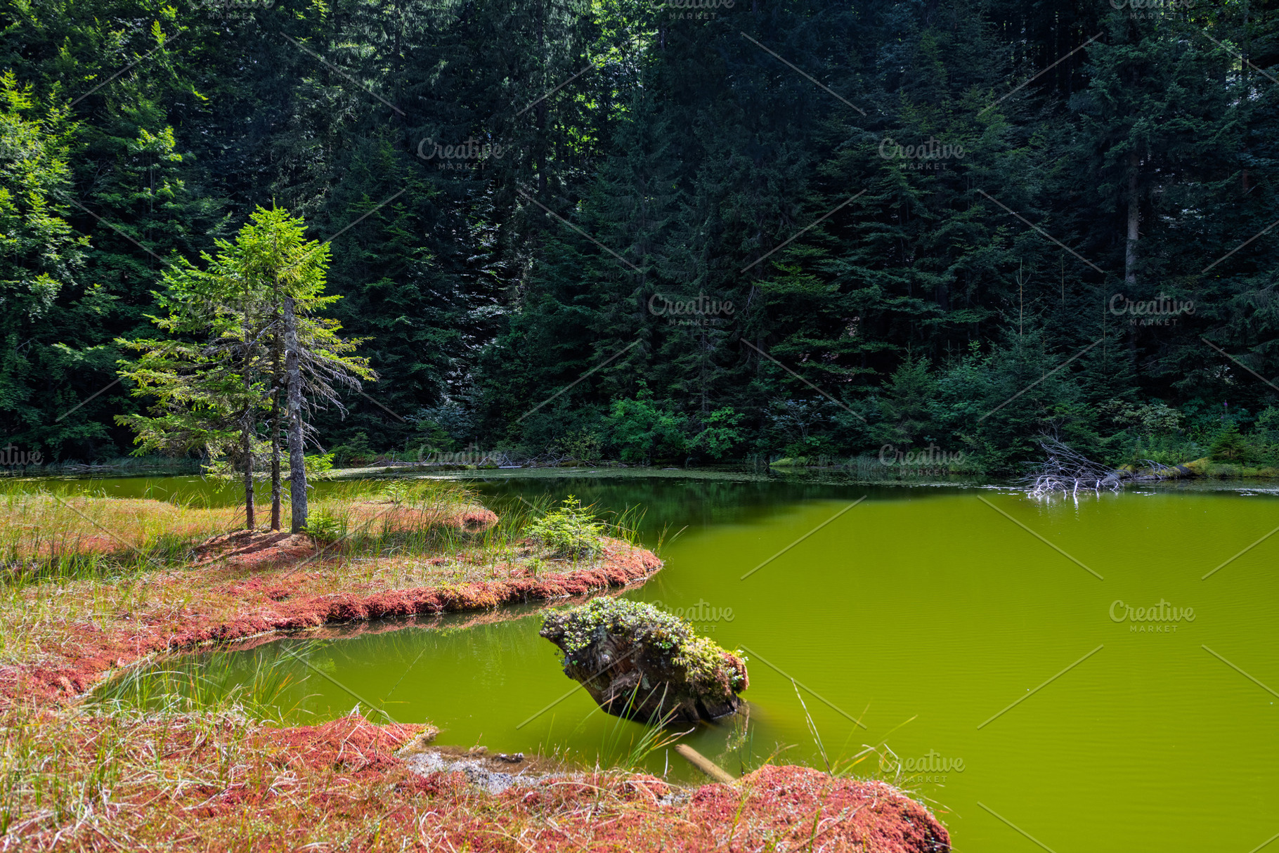 Green water reflects trees in a quiet spot near a forest, an Animal Photo by Byrdyak