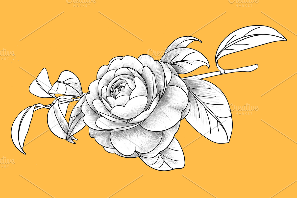 Camellia japonica, an Object Graphic by VictoriaKStudio (Photo 3 of 6)