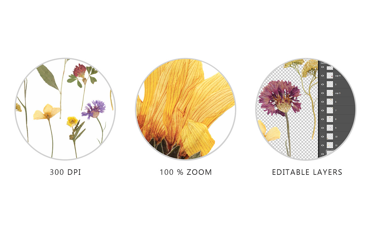 Pressed Dry Flowers & Leaves, an Object Graphic by Katya_lu (Photo 7 of 8)