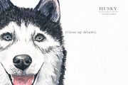 Christmas Husky Dog Winter Clipart, an Illustration by Ksenia Shmakova (Thumbnail 4 of 6)