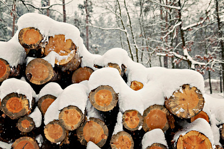logs stacked under the snow in the forest, a Nature Photo by TanaCh