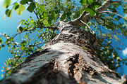 98 Trees view from below, a Nature Photo by Handmadefont (Thumbnail 24 of 98)