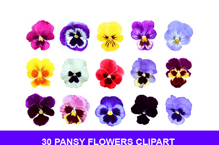 30 Pansy Flowers Clipart PNG