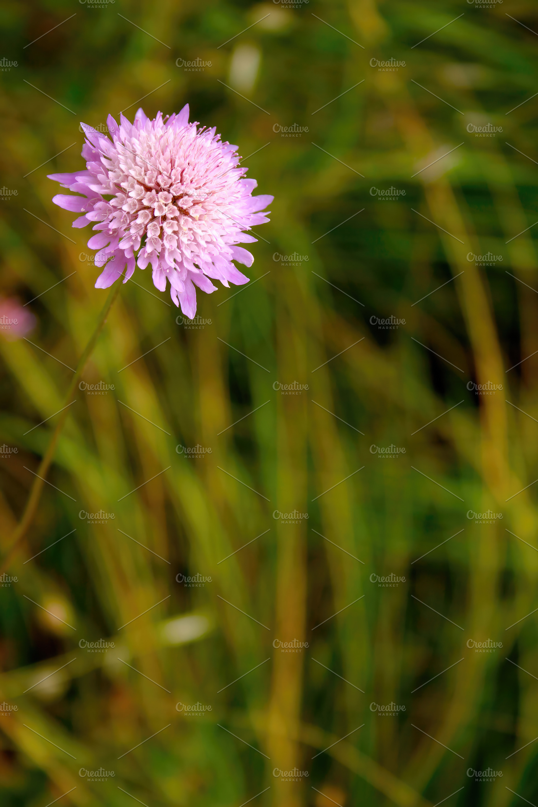 Delicate pincushion flower blooming in a field of green grass, an Abstract Photo by Antonio Gravante Market