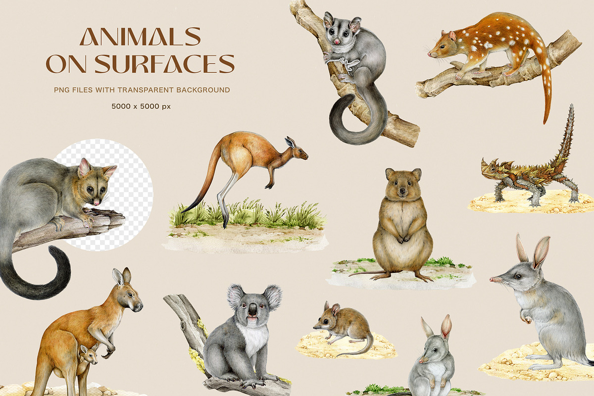 Australia Flora Fauna Clipart, an Animal Illustration by AnitaPol (Photo 11 of 27)
