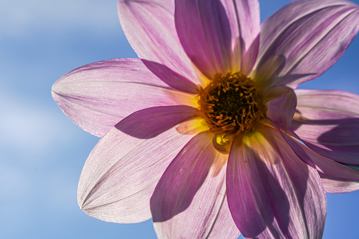 Flower & Garden Collection 15 photos, a Nature Photo by Silent Nature (Photo 6 of 14)