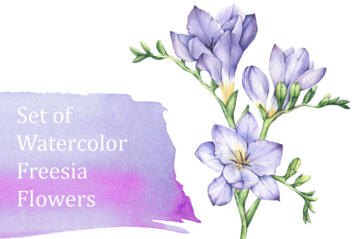 Set of Watercolor Freesia Flowers, an Illustration by Imaginasty (Photo 1 of 5)