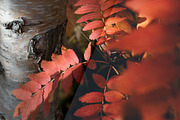 Blogger Bundle 135 Lightroom Presets, an Action Add-On by PhotoMarket (Thumbnail 60 of 94)