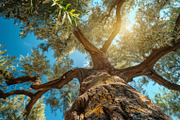 98 Trees view from below, a Nature Photo by Handmadefont (Thumbnail 53 of 98)