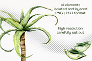 Aloe Watercolor Collection, a Decorative Illustration by WatercolorElena (Thumbnail 3 of 11)