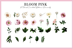 Bloom Pink Rose