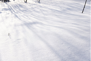 Shadows of bare tree branches, a Nature Photo by volodymyrshtun13795