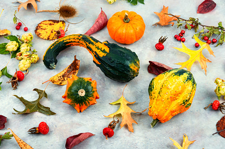 Autumn still life with pumpkins, a Food & Drink Photo by MLunov MLunov