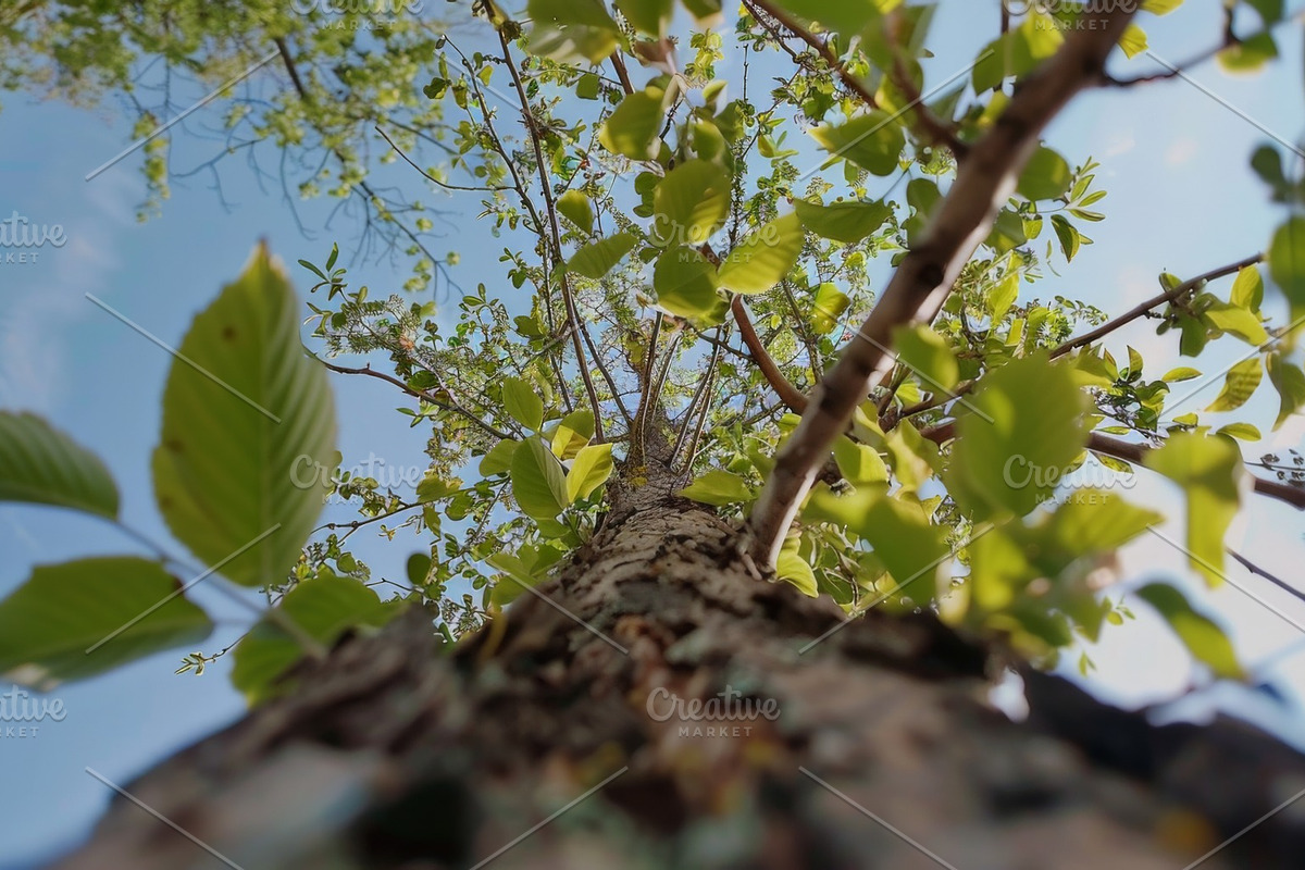 98 Trees view from below, a Nature Photo by Handmadefont (Photo 42 of 98)