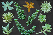 Succulents - Real Botanic Specimens, an Object Graphic by Turning Moss (Thumbnail 3 of 12)