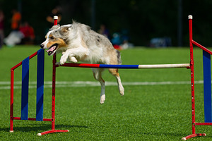 Border collie breed dog for a walk o stock photo containing dog and run