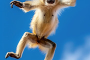 116 Flying animals, an Animal Photo by Handmadefont (Thumbnail 90 of 119)