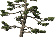72 Tall Trees Photo Overlays, a Person Photo by KenScape (Thumbnail 4 of 4)