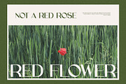 Grace Elegant Sans Serif Font, a Sans Serif Font by Perfectype (Thumbnail 7 of 10)