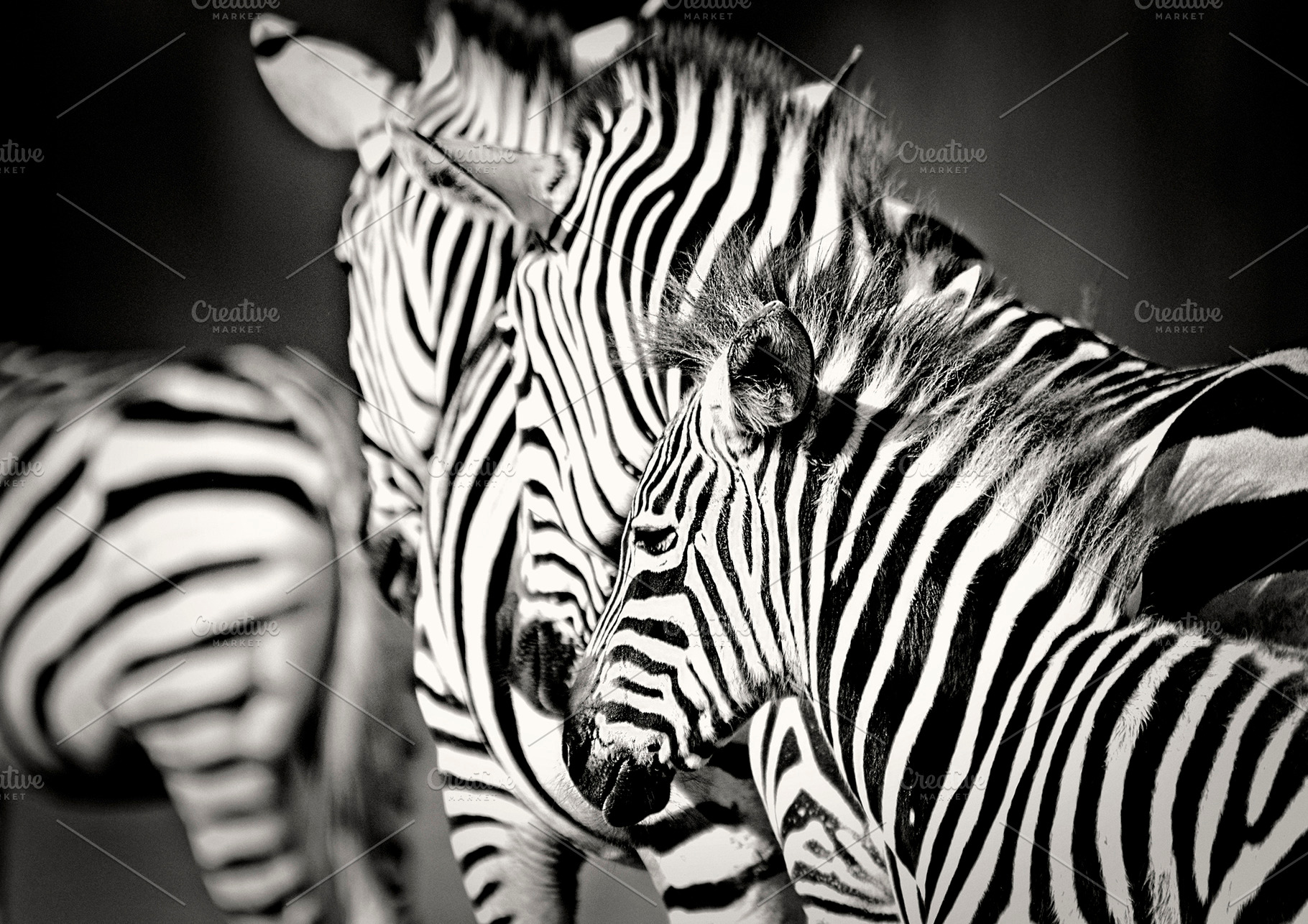 In black & white, an Animal Photo by ELLEGPHOTOGRAPHY
