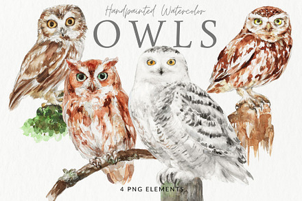 Watercolor Owl Clipart Set, an Animal Illustration by Kolorata Art