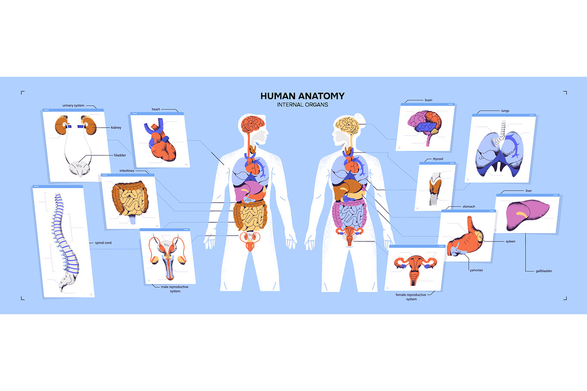 Human body anatomy diagram, a Healthcare Illustration by PaperTrident (Photo 1 of 3)