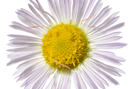 A delicate daisy flower, with light lavender petals and a vibran