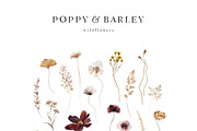 POPPY & BARLEY Autumn Wildflowers, a Seasonal Illustration by Muse Artist (Thumbnail 12 of 14)