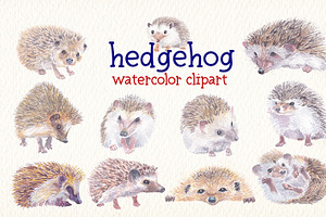 Hedgehog Watercolor Clipart