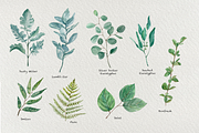 Greenery - Watercolor Clip Art Set, a Decorative Illustration by Tati Bordiu (Thumbnail 2 of 5)