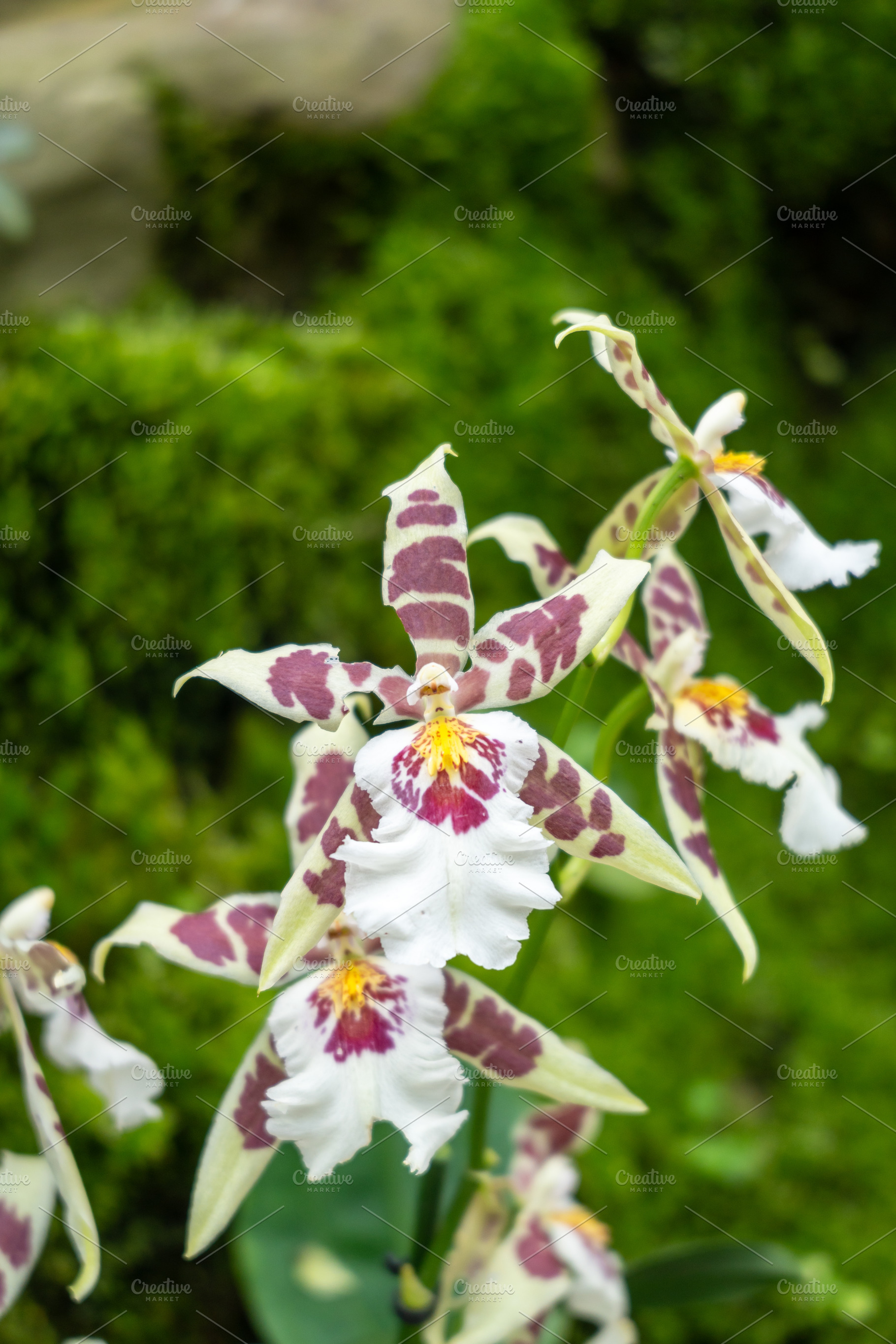 Miltonia orchid at Singapore Botanic Gardens, a Nature Photo by GoodGoods