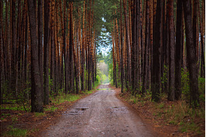 Dark moody forest, a Nature Photo by Nature and travel