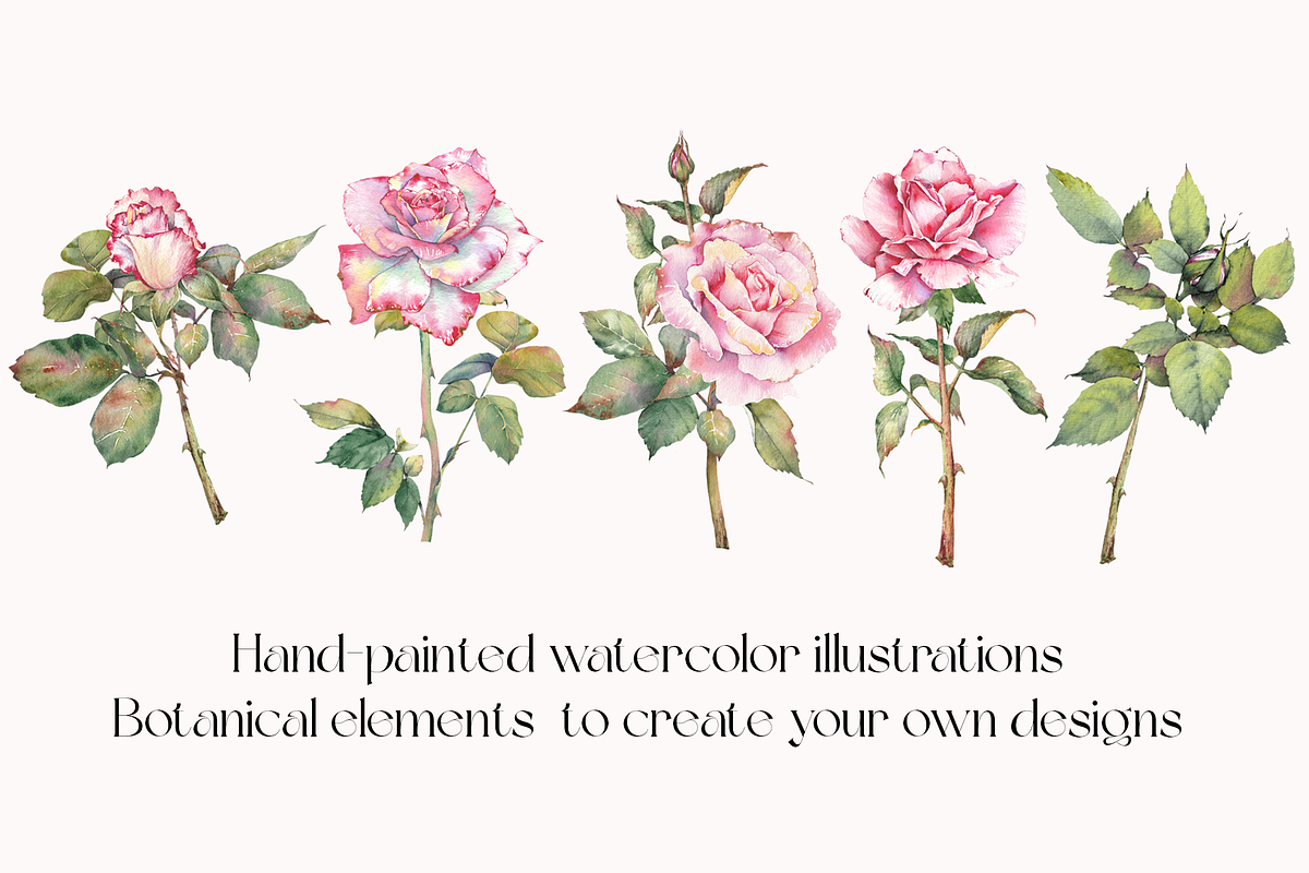 Watercolor Garden Rose Clipart, a Decorative Illustration by Jeanna Draw (Photo 8 of 11)