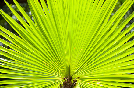 Leaves of a large tree., a Nature Photo by a454