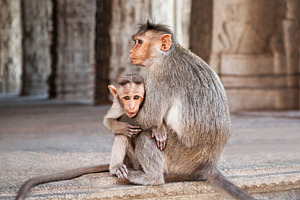 Monkey family, a Photo by saiko3p