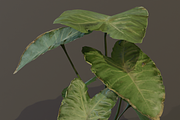 The BroadLeaf Taro Bush, a Plants & Tree 3D Model by FuturePastCreatives (Thumbnail 15 of 19)