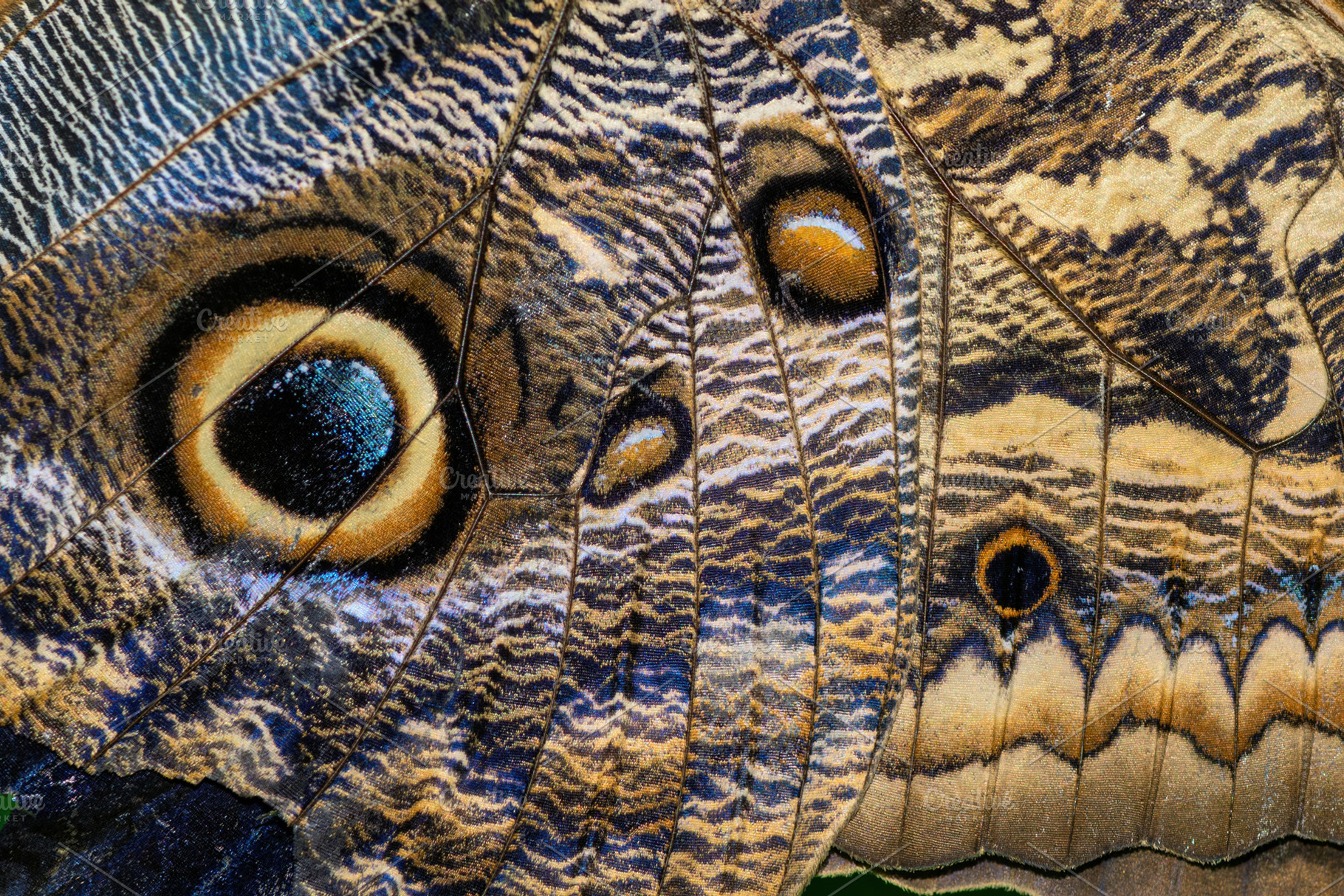 Bright colorful macro wings of tropical butterfly, an Animal Photo by Byrdyak
