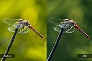 Nature Preset Pack 4, a Preset Add-On by MadeRed (Thumbnail 4 of 11)