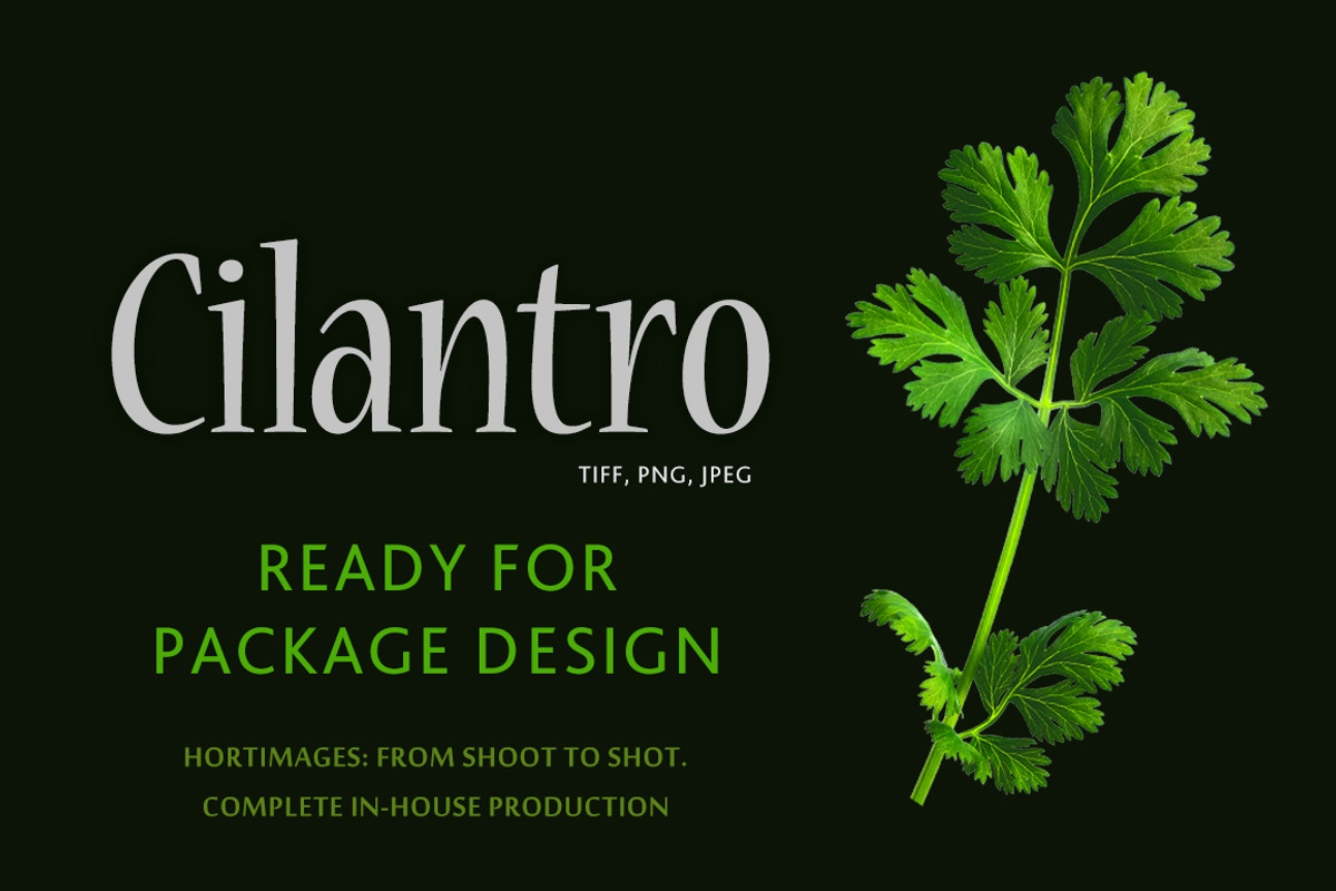 Cilantro, an Object Graphic by Hortimages (Photo 1 of 2)