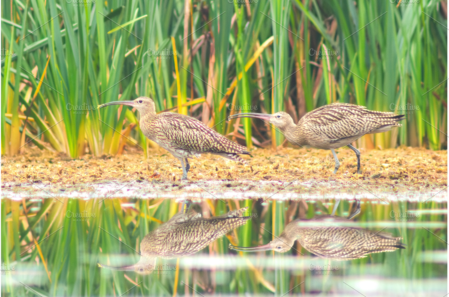 Two Eurasian Curlews Numenius, an Animal Photo by Pakosta