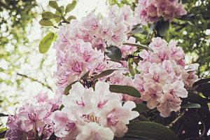 Iseeyouphotopink rhododendron 1 stock photo containing flower and floral