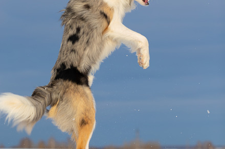 Dog border collie on a walk in winte containing outdoor, animal, and dog, an Animal Photo by oleghz