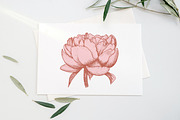 Peony illustrations | invitations, an Illustration by Chewie Co (Thumbnail 12 of 13)