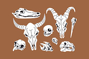 Different animals skulls, bones set, an Animal Illustration by PaperTrident (Thumbnail 3 of 3)