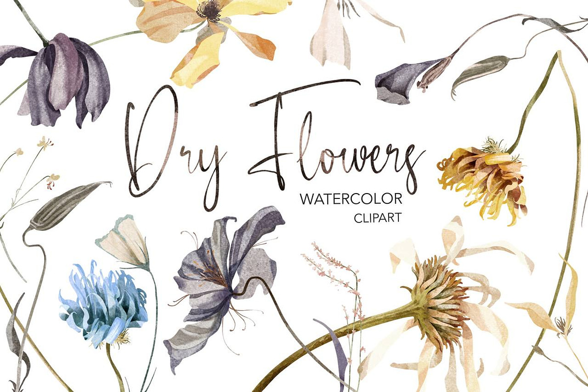 Dry Flowers Watercolor Clipart, a Decorative Illustration by NKTKNS (Photo 1 of 6)