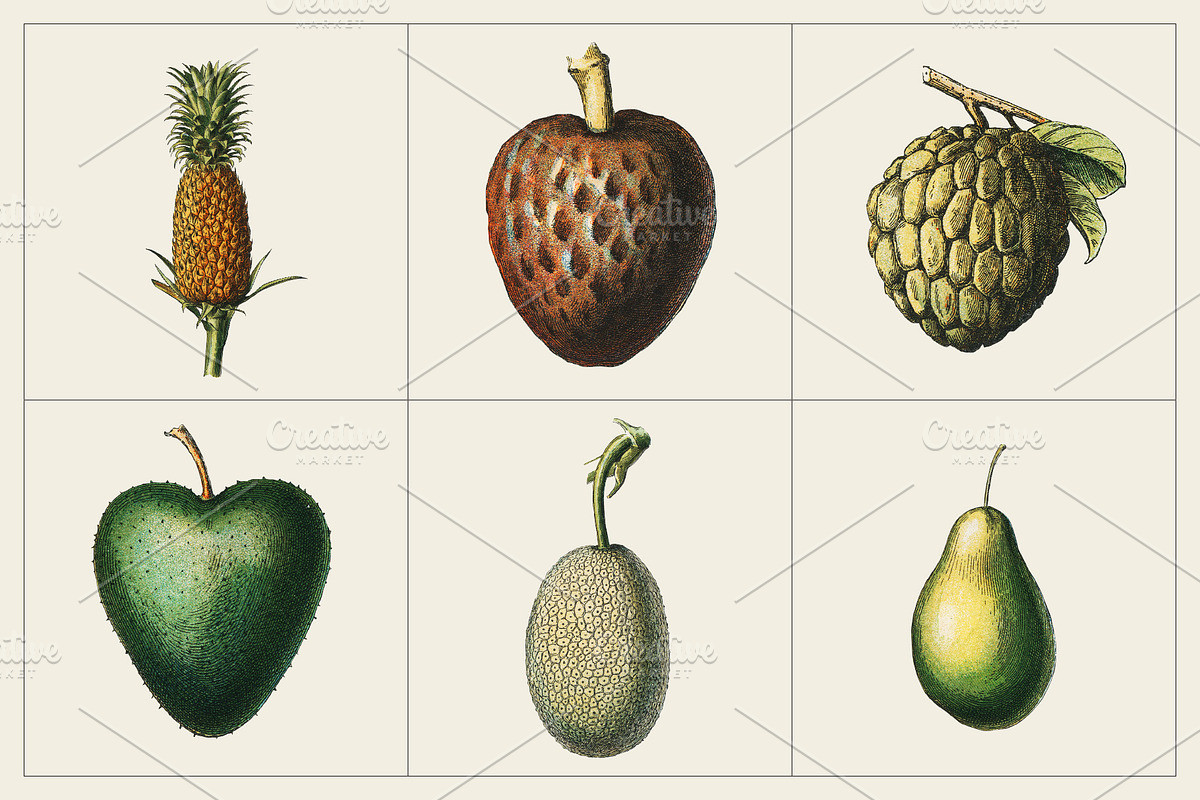 Fruit and Vegetable Art Collection, a Food Illustration by Illusiongraphic (Photo 8 of 14)