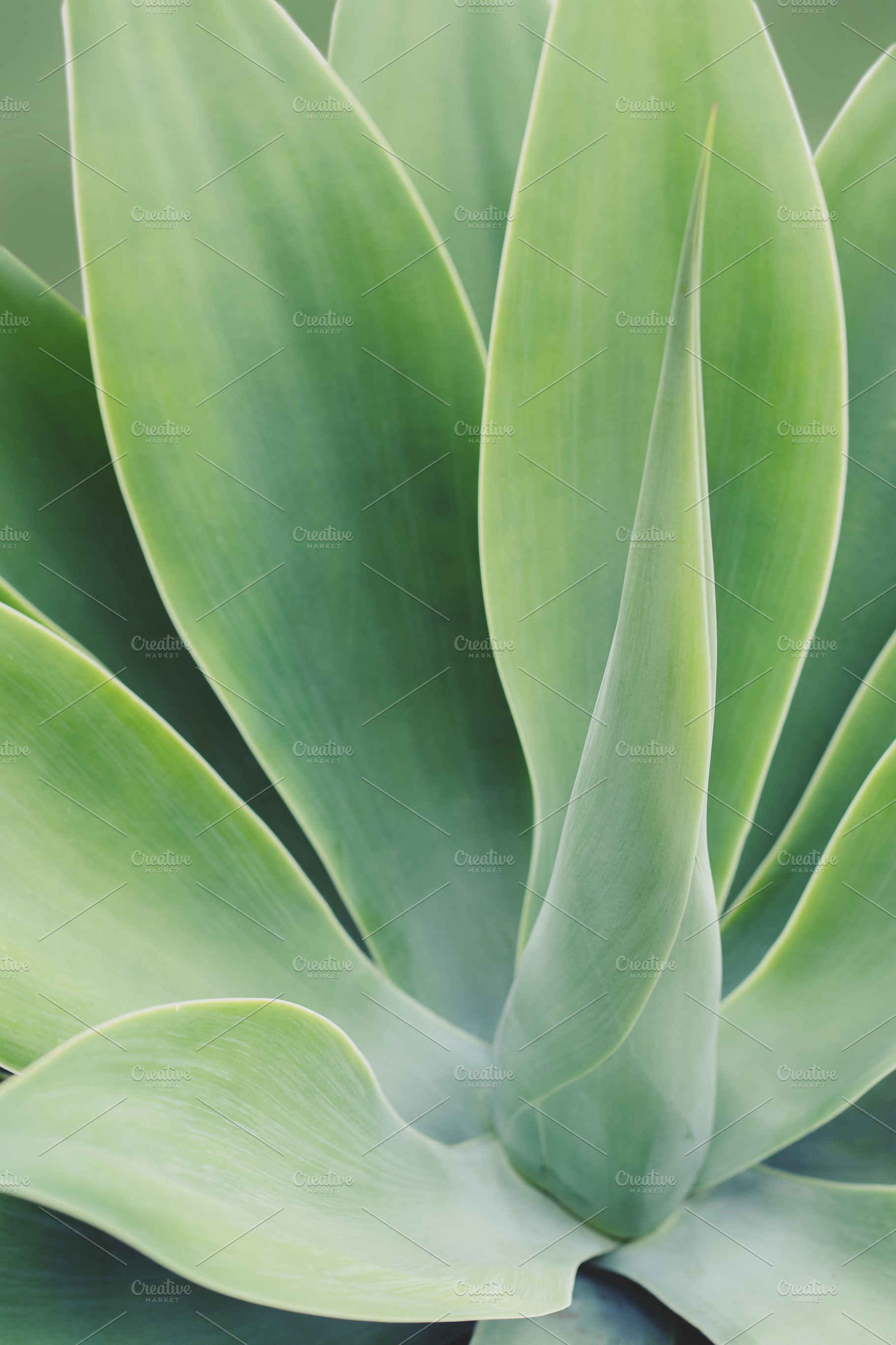 Agave Plant Leaves Photo, a Nature Photo by René Jordaan Photography