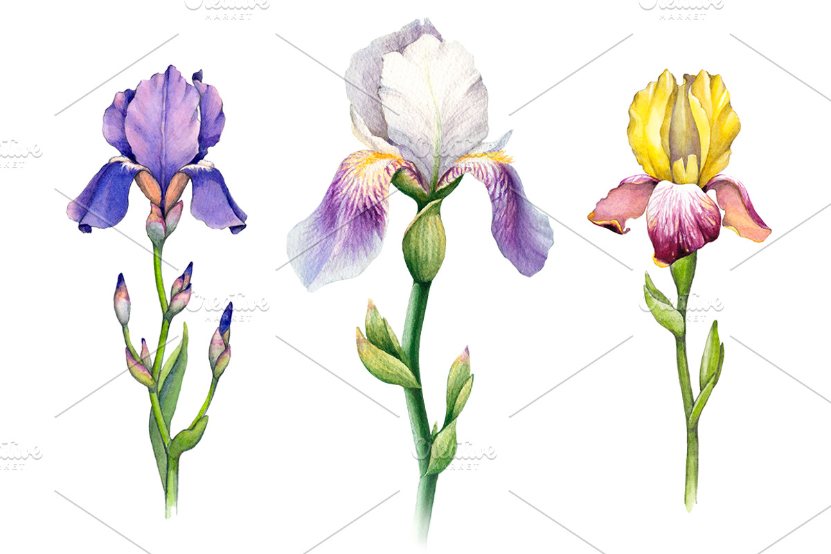 Watercolor iris flowers kit, a Texture Illustration by Sundra (Photo 2 of 9)